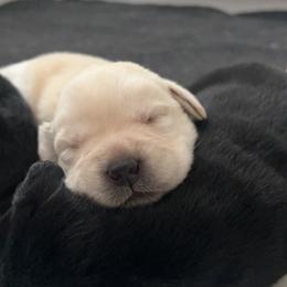 Labrador Retriever Puppies from Niall’s Labrador Retrievers