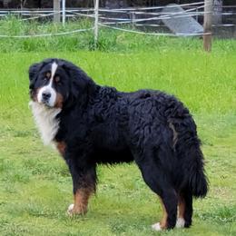 Westley - Bernese Mountain Dog
