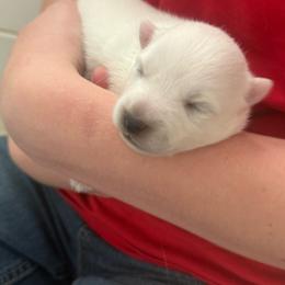 Boy 2 - White male Japanese Spitz puppy in Sebastopol, California from IMag Japanese Spitz