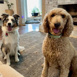 Aussiedoodle puppies from Aspen Mountain Doodles LLC