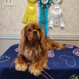 Cavalier King Charles Spaniel Puppies from Lauren Blades