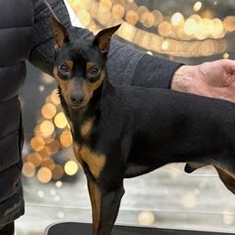 Jimmy - Miniature Pinscher