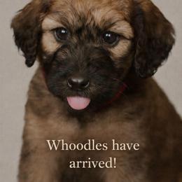 Girl 3 - Wheaten female Whoodle puppy in Knoxville, Tennessee from Fleury Farm Doodles TN