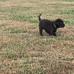 Dilute Retriever and Labrador Retriever Puppies from CKB Labradors