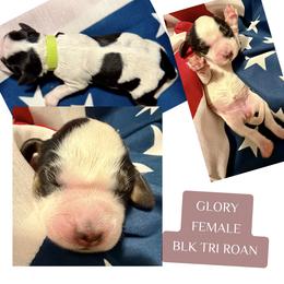 Glory - Black white and tan female English Springer Spaniel puppy in Madison, Indiana from McCollough's Pawsome Spaniels and Danny's Delightful Dachshunds