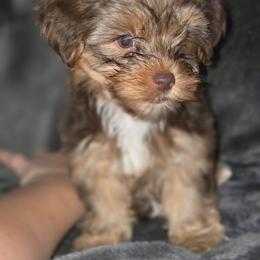 Teacup chocolate liver girl - Liver female Yorkshire Terrier puppy in Thornville, Ohio from My precious yorkies