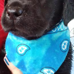 Labrador Retrievers from Natural Spirits Studio
