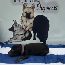 Purple Collar - Black and silver female German Shepherd puppy in Cadet, Missouri from Working Valley Shepherds