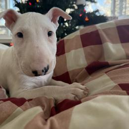 Solid White Big Boy - White male Bull Terrier puppy in Withee, Wisconsin from Castlerea Kennel