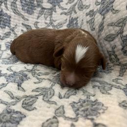 Boy 2 - Red male Cavapoo puppy in Glendale, Arizona from Dashing Dogs