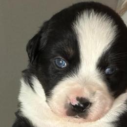 Miniature Australian Shepherds from Alex Clinedinst