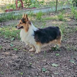 Judge - Pembroke Welsh Corgi