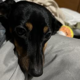 Lottie - Dachshund