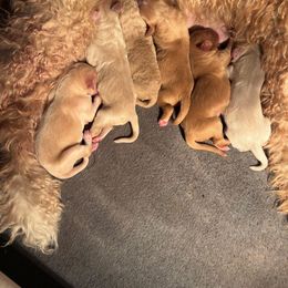 Female 2 - Red  female Goldendoodle puppy in Powder Springs, Georgia from Ski Family Doodles