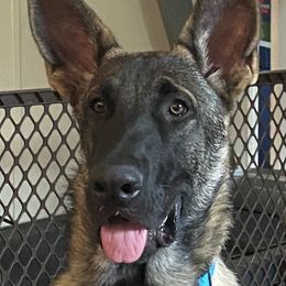 Gabriel - German Shepherd