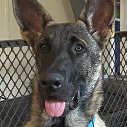 Gabriel - German Shepherd