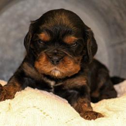 Olaf - Black and tan male Cavalier King Charles Spaniel puppy in Granite Falls, North Carolina from Country Life Cavaliers