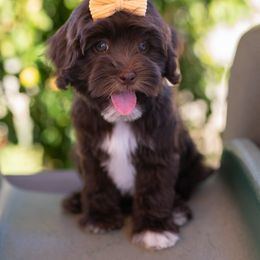 Australian Labradoodle Puppies from Saguaro Blossom Doodles