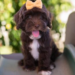 Australian Labradoodle Puppies from Saguaro Blossom Doodles