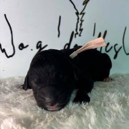 Caroline - Black female Goldendoodle puppy in Cleveland, Georgia from The O.G. Doodles