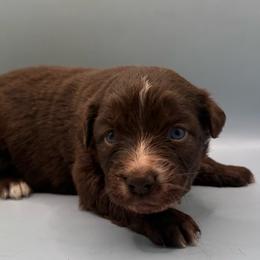 Girl 1 - Red tri-color female Australian Shepherd puppy in New Boston, New Hampshire from Painted Pup Australian Shepherds