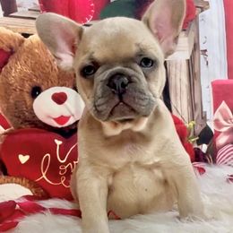 Bulldog and French Bulldog Puppies from Eclipse Bulldogs