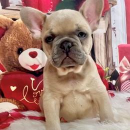 Bulldog and French Bulldog Puppies from Eclipse Bulldogs
