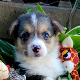Red bone bandana boy - White and black male Pembroke Welsh Corgi puppy in Cherokee, Oklahoma from MCS Farms-OK