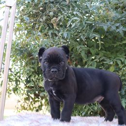 Light pink - Black female Cane Corso puppy in Caliente, California from Rafter Cross 7