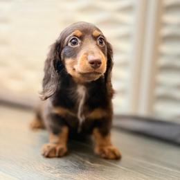 Price 3000 READY TO GO - Chocolate And Tan Boy - Chocolate and tan male Dachshund puppy in Horizon City, Texas from Willipaws