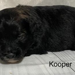 Kooper - Black and white male Aussiedoodle puppy in Lebanon, Missouri from Cobbs Creek Canines