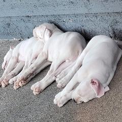 Dogo Argentino Puppies from K&B Southern Oregon Argentino Dogos