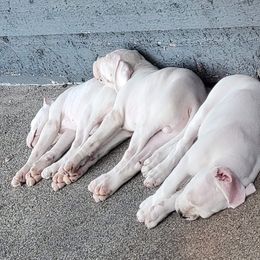 Dogo Argentino Puppies from K&B Southern Oregon Argentino Dogos