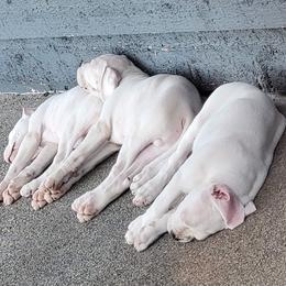 Dogo Argentino Puppies from K&B Southern Oregon Argentino Dogos