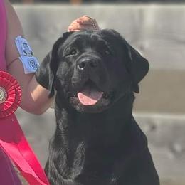 Hoss - Labrador Retriever