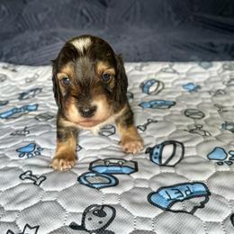 Trumpet- Sable - Sable male Dachshund puppy in Wolf Lake, Indiana from Canisteo Dachshunds