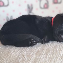 Wanda - Black German Shepherd puppy in Warner Robins, Georgia from MaeBella Shepherd Kennels