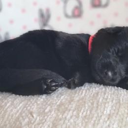 Wanda - Black German Shepherd puppy in Warner Robins, Georgia from MaeBella Shepherd Kennels