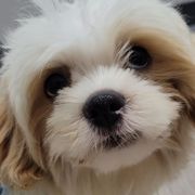 Romeo - Black and white male Shichon puppy in Limestone, Tennessee from Pilot Hill Teddy Bear Puppies