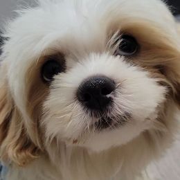 Romeo - Black and white male Shichon puppy in Limestone, Tennessee from Pilot Hill Teddy Bear Puppies