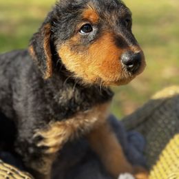 Merlin - Black and tan Airedale Terrier puppy in Mooresville, North Carolina from Farm 55