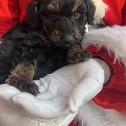 Blitzen - Black phantom male Aussiedoodle puppy in Yellville, Arkansas from Ozark Mountain Doodles & Pugs