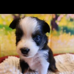 Francesca - Black tri female Miniature Australian Shepherd puppy in Macomb, Missouri from Faunus Farms and Aussies