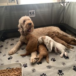 Goldendoodle Puppies from Esmé Doodles