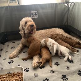 Goldendoodle Puppies from Esmé Doodles