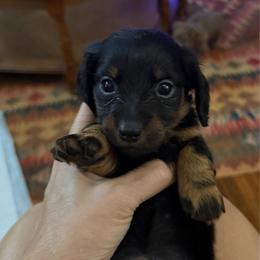 Maxie - Black and tan female Dachshund puppy in Fort Worth, Texas from Louis' Litters