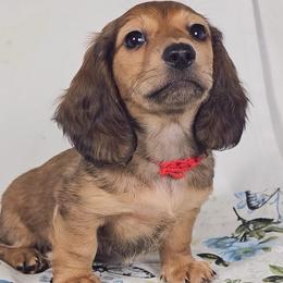 Patty - Cream male Dachshund puppy in Sacramento, California from MiniDoxPups