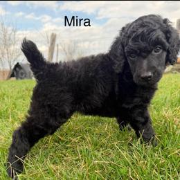 Mira - Black female Poodle puppy in Greenwich, New York from MizzElle’s Standard Poodles