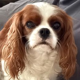Poppy - Cavalier King Charles Spaniel