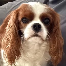 Poppy - Cavalier King Charles Spaniel